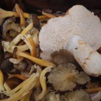 Champigons comestibles